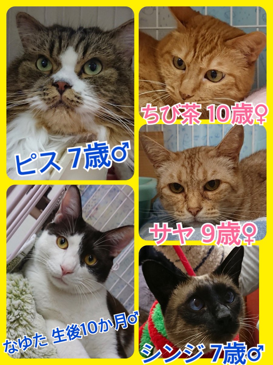 今日はワンニャン🐶🐱の日🐾今日の里親様募集中ニャンコ🐱メンバーです🐾2019,2,12